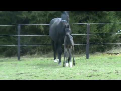 BON BRAVOUR X WEINZAUBER