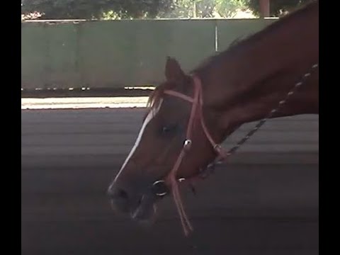 Solving The Root Cause of Chomping on The Bit, Mike Hughes, Auburn Ca.