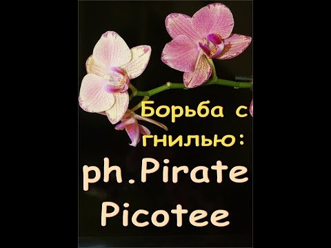 ОРХИДЕЯ ph.Pirate Pecotee из АШАНА:черная ГНИЛЬ на шейке,ПЕРЕСАДКА.