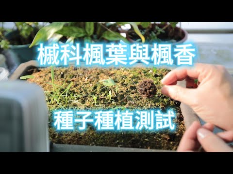 楓香種植