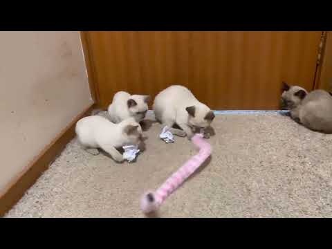 Purebred Tonkinese Kittens