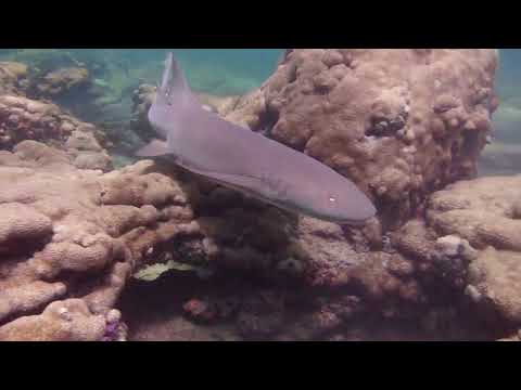 Dive Movie 5 video thumbnail