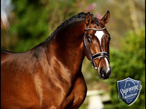 'LOVESTRUCK' 2016 COLT BY LIVALDON (VIVALDI X DONNERHALL)