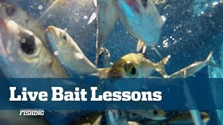 Catch & Keep Live Bait - Florida Sport Fishing TV - Winning Tips & Tricks Pilchards Goggle Eyes