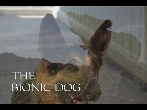 The Bionic Dog - The Next Generation
