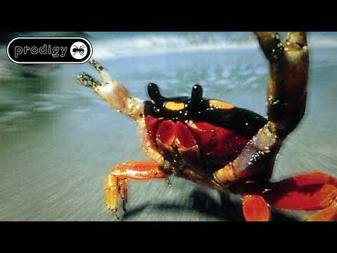 The Prodigy — Smack My Bitch Up Extended