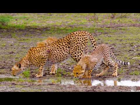 Relaxing Most Beautiful Animals Part 1