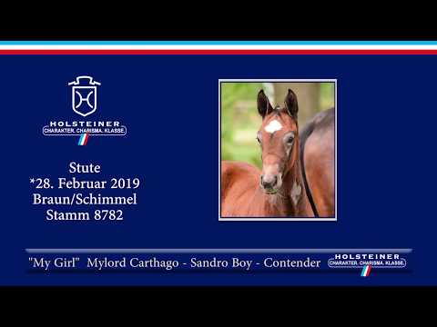 Holsteiner Fohlenauktion am 15. Juni 2019 | Nr. 19 - My Girl v. Mylord Carthago-Sandro Boy