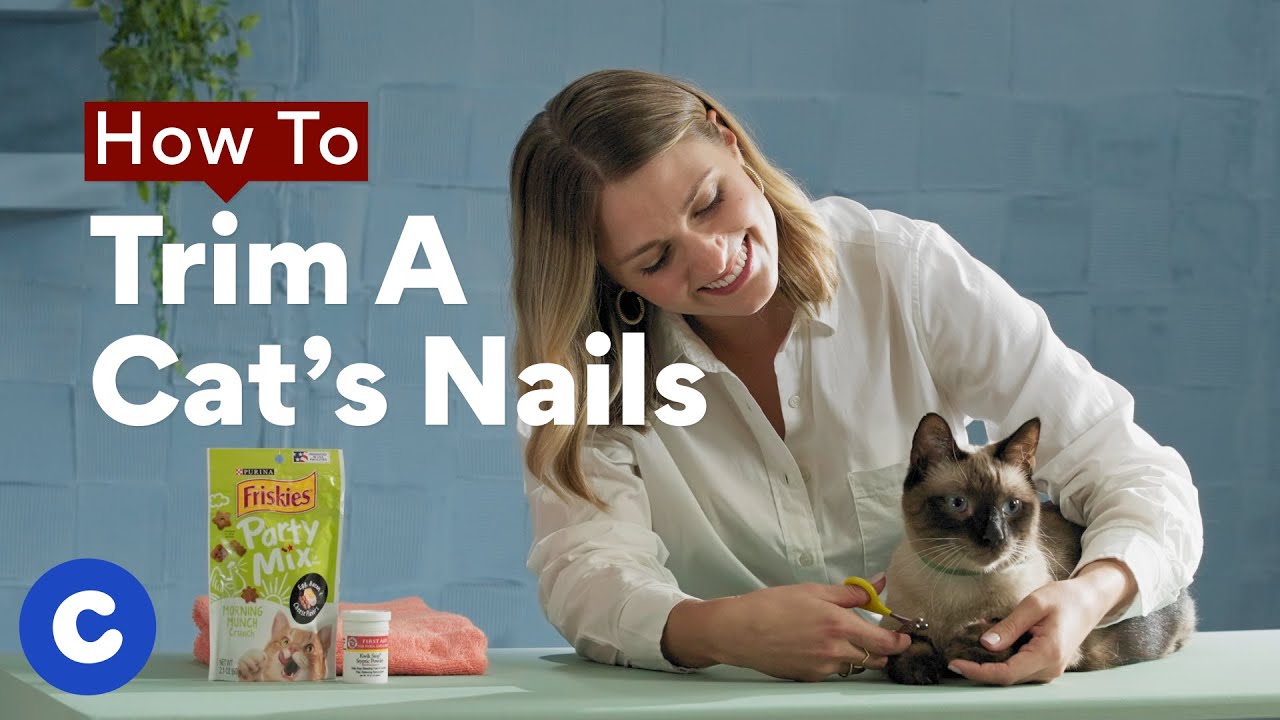 How to Trim Cat Nails StepbyStep Tips From a Pro BeChewy