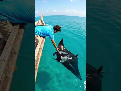 Manta Rays Have the Biggest Brain of Any Fish! 🧠🐠 #OceanSmart #MantaRay