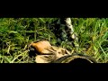 Pirates 2 1080P Trailer