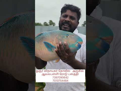 கிளி மீன்