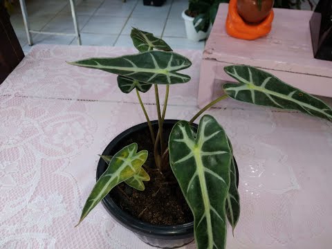 Technical Grade Alfa Picoline(109-06-8), Purity: 98%