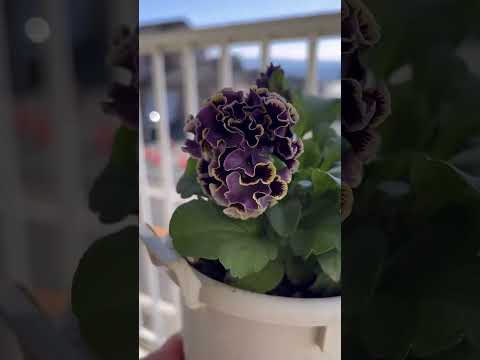 鉢植えの蘭の世話の仕方