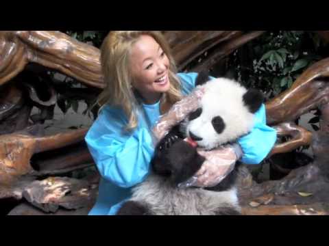 Meeting a baby panda for the first time