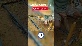 Download lagu ANUBIAS PLANT /grow  #short mp3