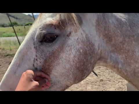 It’s been a while since we’ve seen this guy - Camilleshorsemanship