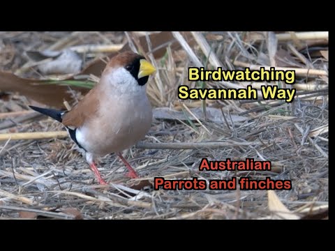 Birdwatching Savannah Way Qld finding Parrots and Finches by Alana and Greg Dare