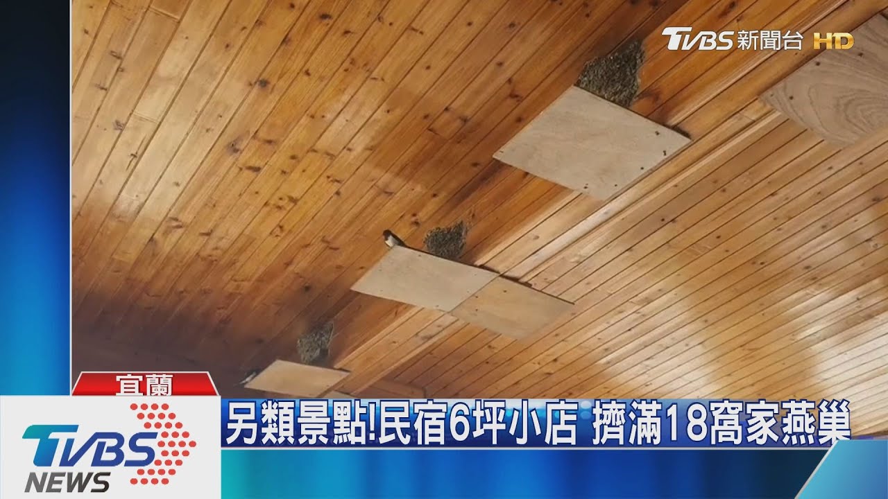 另類景點!民宿6坪小店 擠滿18窩家燕巢