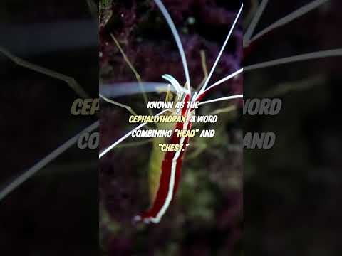 Heart in the Head: The Ingenious Anatomy of Shrimp