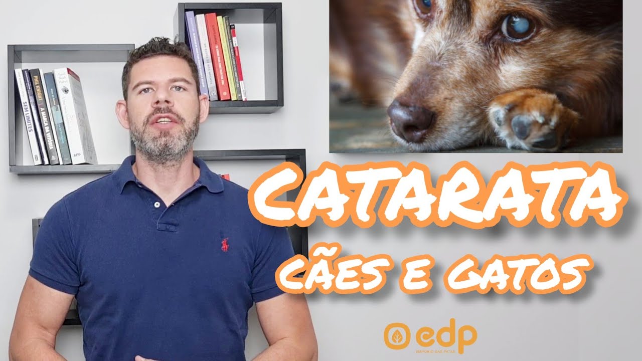 145 | CACHORRO COM CATARATA, OLHO AZUL, FICANDO CEGO, IDOSO - COMO PREVENIR E TRATAR.