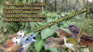 Download lagu SUARA PIKAT AMPUH BURUNG SEMAK BELUKAR SUARA PIKAT TEPUS/PRENJAK LUMUT RIBUT mp3 Download lagu SUARA PIKAT AMPUH BURUNG SEMAK BELUKAR SUARA PIKAT TEPUS/PRENJAK LUMUT RIBUT mp3