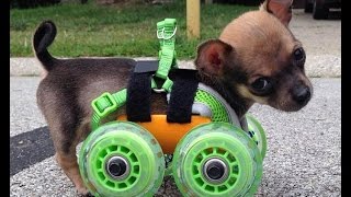 Puppy power: Chihuahua born without front legs is given turbo-charged makeover after being fitted