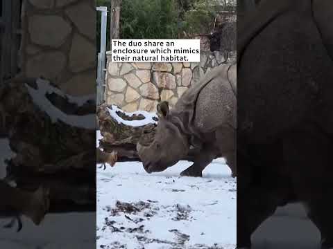 Tiny deer charges giant rhino at Poland zoo