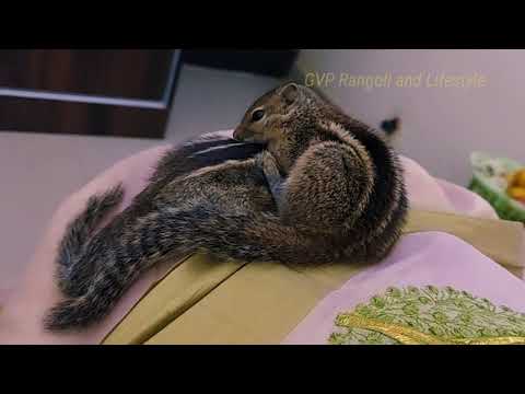 Squirrels in love/ caring / playing/ animals love /Indian palm Squirrels