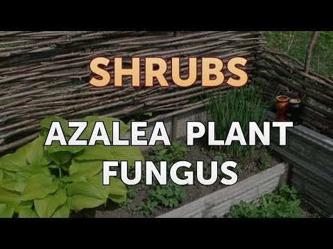 How to Prune a Bottlebrush Shrub