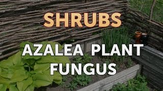 Azalea Plant Fungus