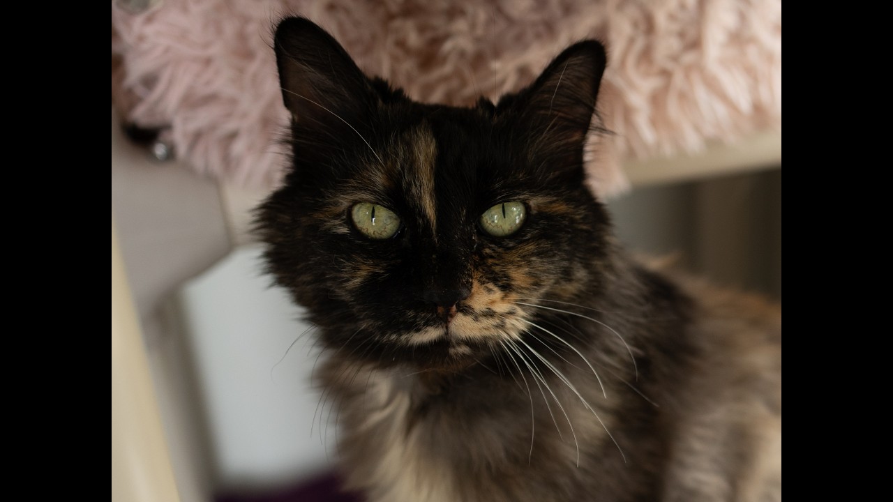 Aubrey, a Adoptable mixed breed in Republic, WA video 6/6