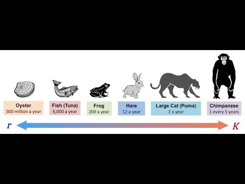 R/K reproduction strategies; how animal species and perhaps different human populations breed