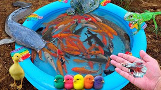 Download lagu Fishing for colorful ornamental fish in the pond, catfish, goldfish, betta fish, big fish, cute fish mp3