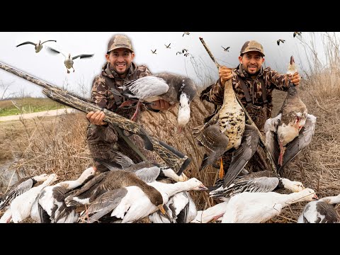 Caza de Gansos Salvajes En Arkansas 2025
