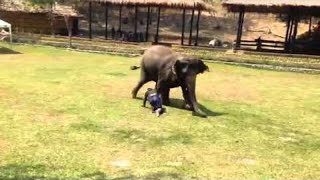 Elephant Comes To The Rescue
