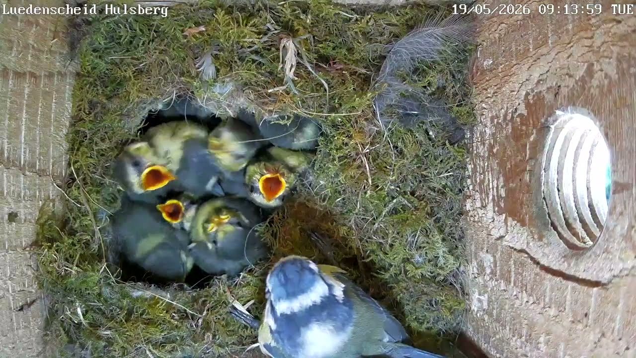 10 Blaumeisenküken im Nest Hulsberg | 19.05.2026