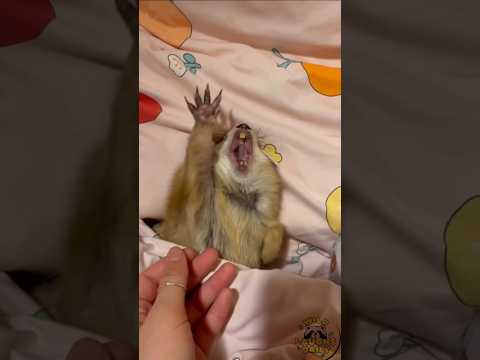 Des moments drôles avec les marmottes qui vous feront rire aux éclats !