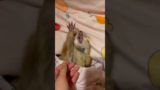 Des moments drôles avec les marmottes qui vous feront rire aux éclats !