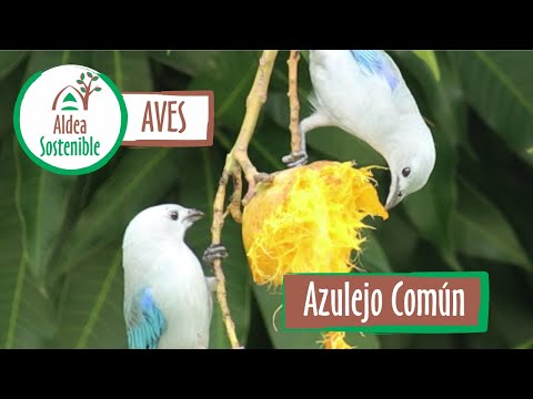 Tangara modrá (Thraupis episcopus) — video o speve a chove