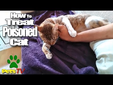 LOOK HOW TO TREAT A POISONED CAT