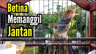 Download lagu PRENJAK BETINA Gacor Istimewa Memanggil Prenjak jantan Suara jernih,  di jamin nyahut. mp3