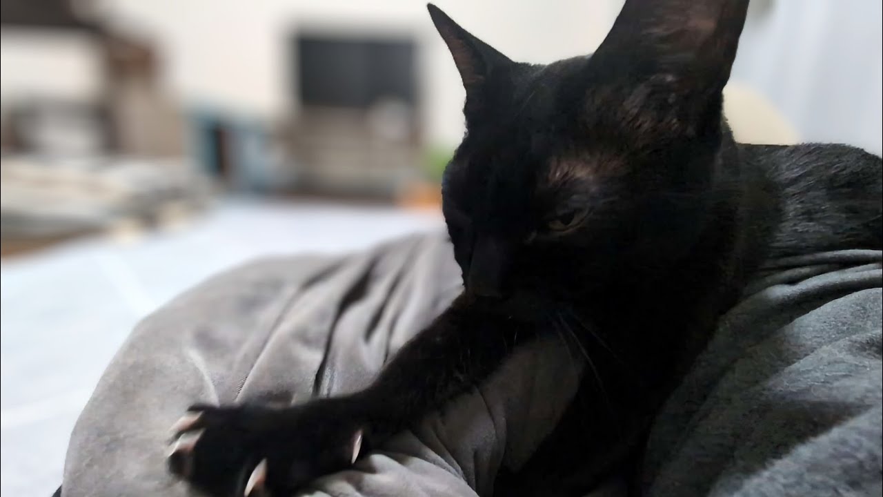 揉み中に手を出したらどっかいっちゃったけどまだ揉み足りなかったのか出戻り揉みする黒猫