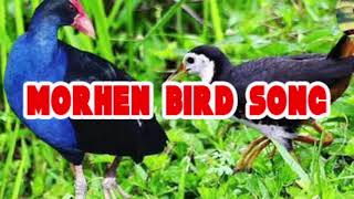 Download lagu MORHEN BIRDs or Gallinula chloropus, Suara Pikat burung Mandar ( Pelan )...Mantap.. mp3