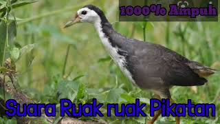 Download lagu suara pemikat burung ruak ruak | tanpa Iklan mp3