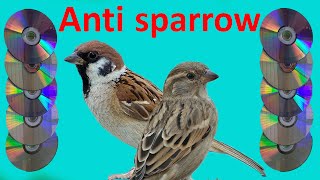 Get rid of sparrows in a simple way