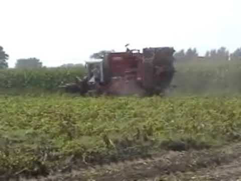 Van Bruwaene R en zn.: Aardappel rooien.