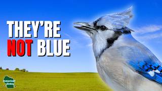 5 Things You Didn't Know About Blue Jays!