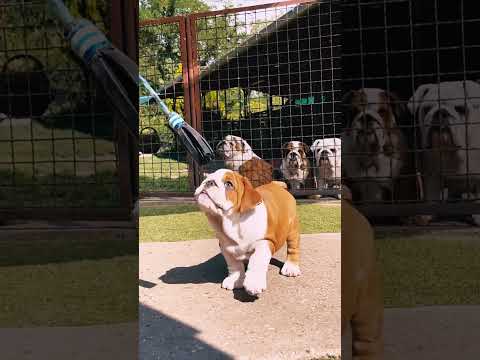 Bulldog puppy for sale