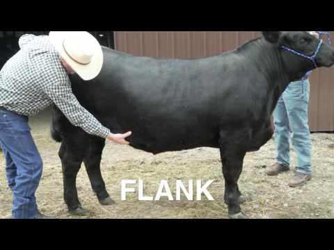 Determining the Market Readiness of Beef Cattle